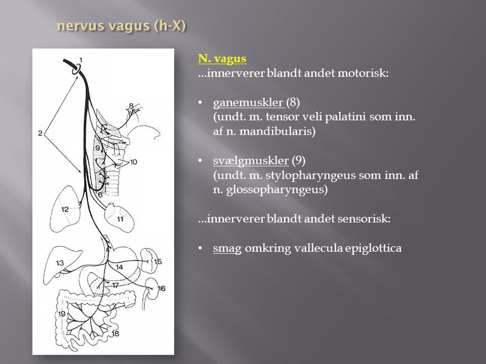 nervus vagus (h-X) N. vagus ...innerverer blandt andet motorisk: