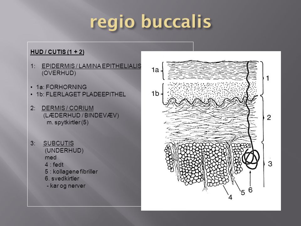 regio buccalis HUD / CUTIS (1 + 2) 1: EPIDERMIS / LAMINA EPITHELIALIS