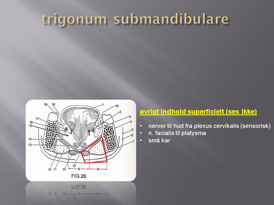trigonum submandibulare