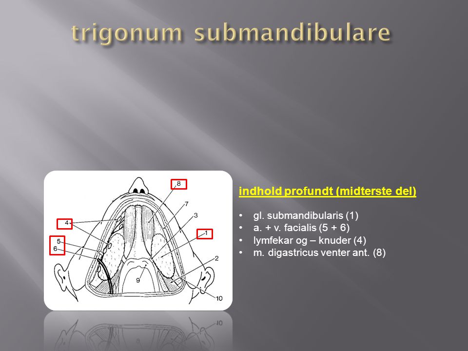 trigonum submandibulare