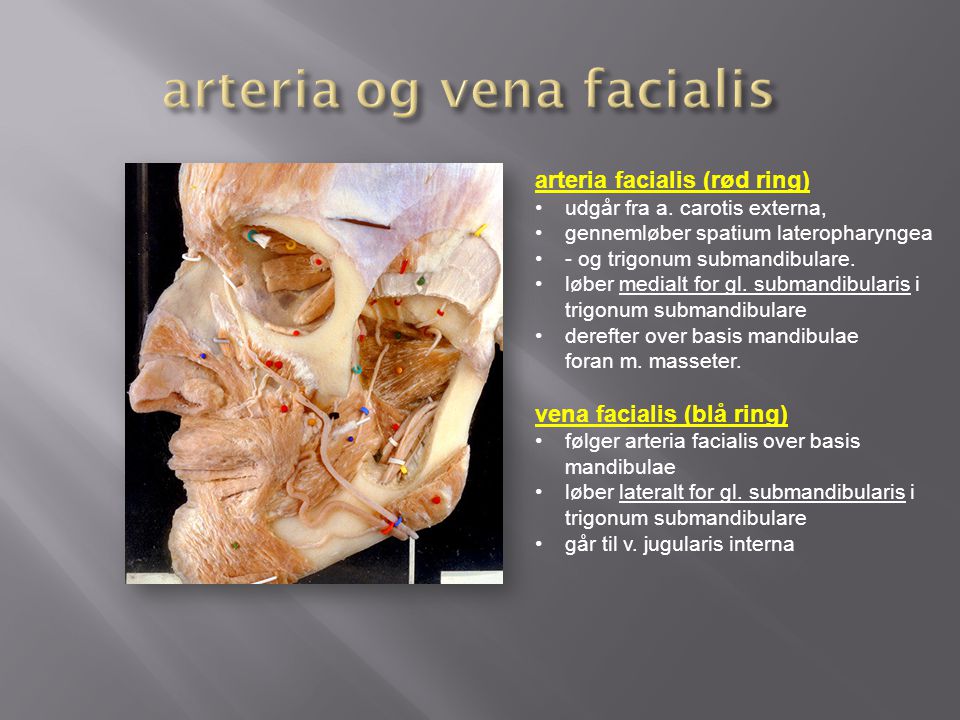 arteria og vena facialis