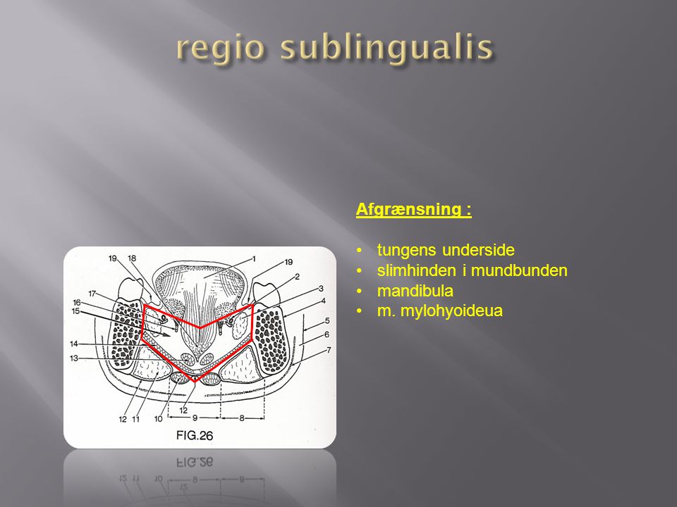 regio sublingualis Afgrænsning : tungens underside
