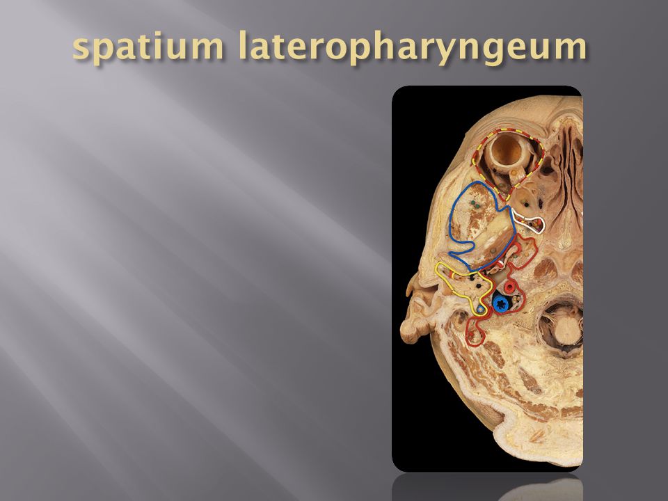 spatium lateropharyngeum