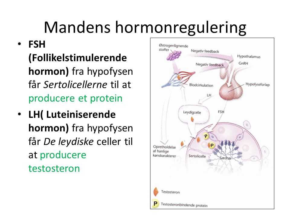 Mandens hormonregulering