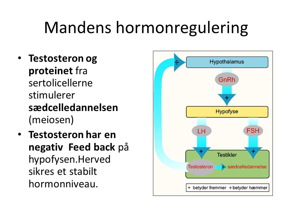 Mandens hormonregulering