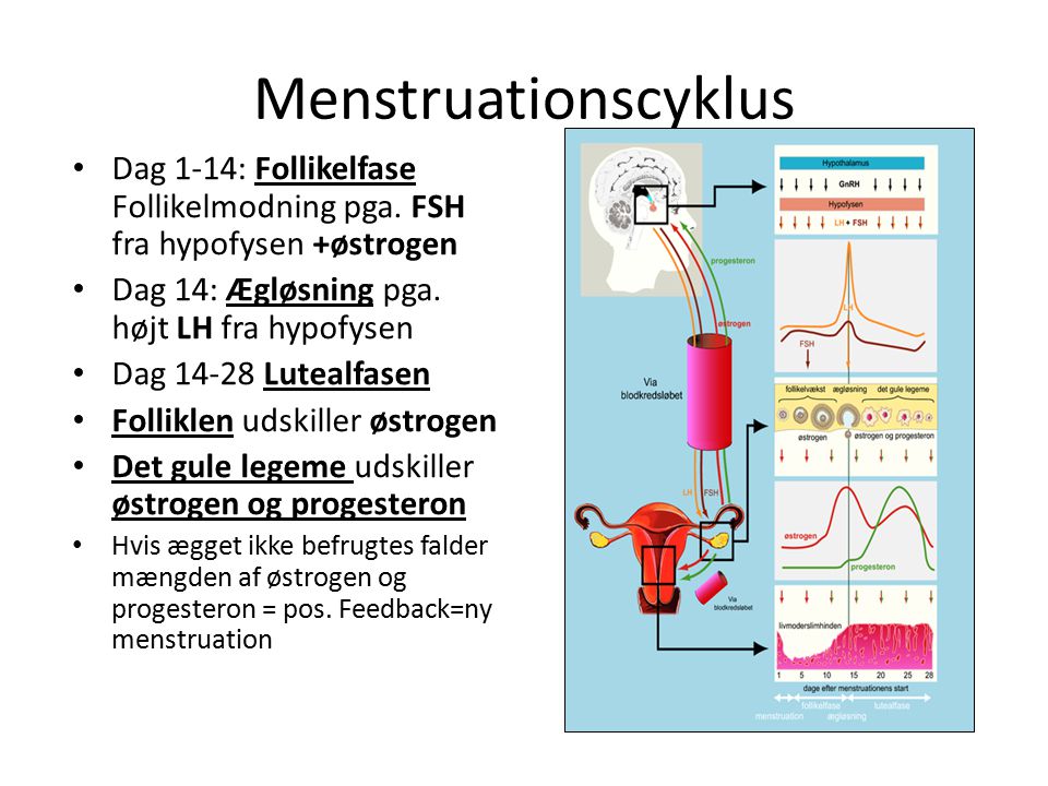 Menstruationscyklus Dag 1-14: Follikelfase Follikelmodning pga. FSH fra hypofysen +østrogen. Dag 14: Ægløsning pga. højt LH fra hypofysen.