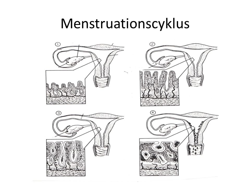 Menstruationscyklus