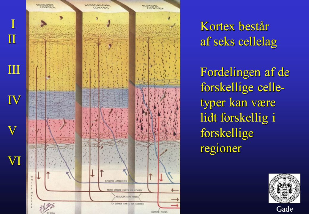 I Kortex består II af seks cellelag III Fordelingen af de