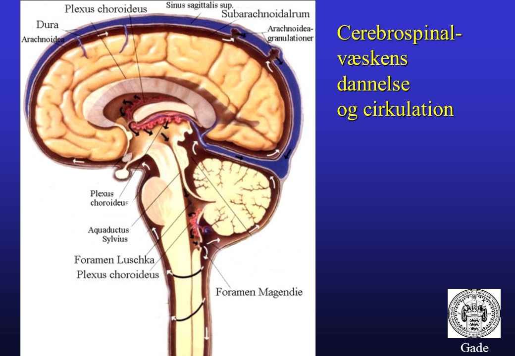 Cerebrospinal- væskens dannelse og cirkulation Gade