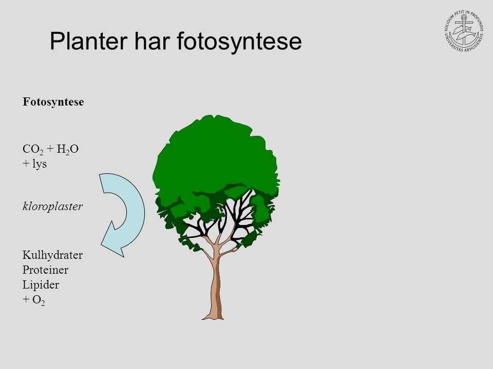 Planter har fotosyntese