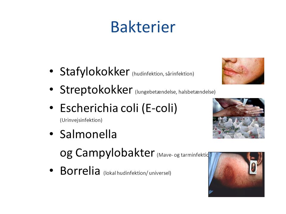 Bakterier Stafylokokker (hudinfektion, sårinfektion)