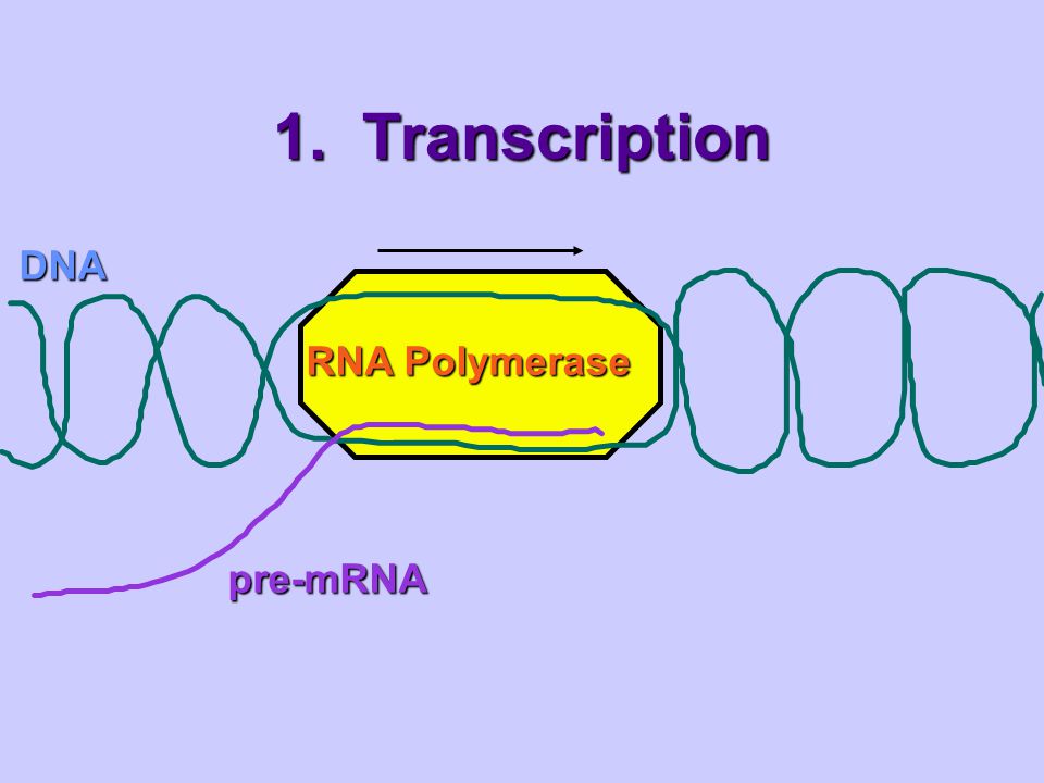 1. Transcription DNA pre-mRNA RNA Polymerase