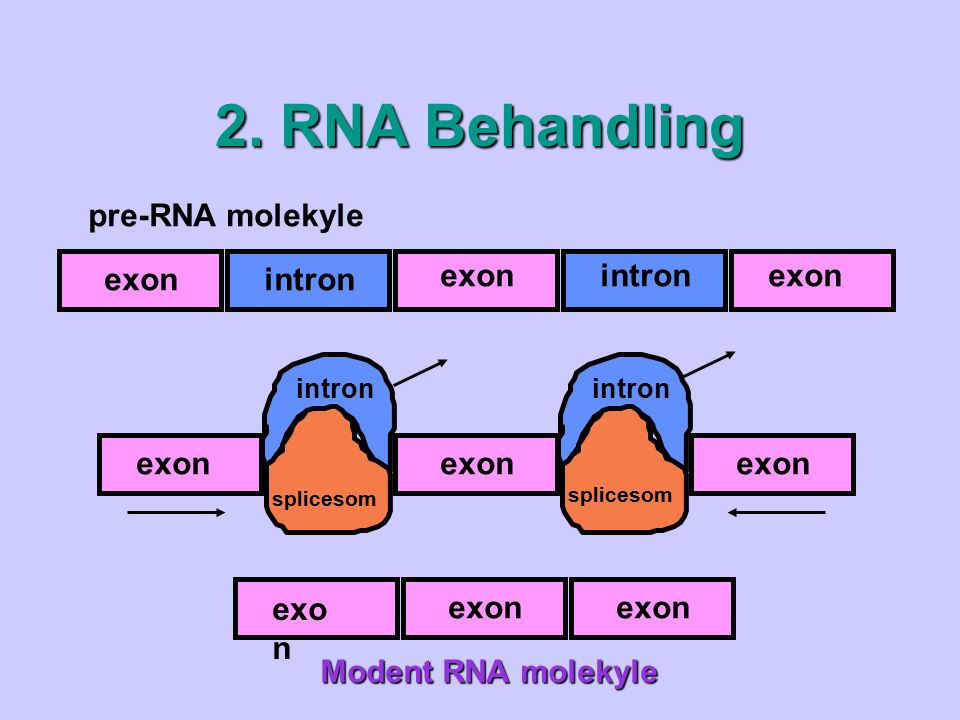 2. RNA Behandling pre-RNA molekyle intron exon exon exon