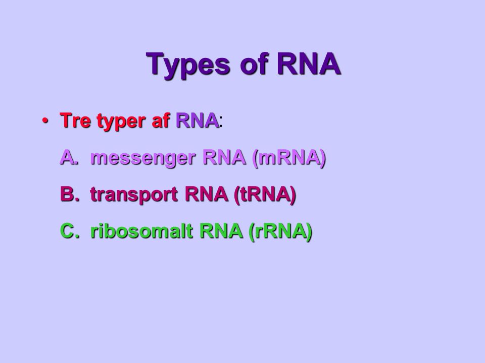 Types of RNA Tre typer af RNA: A. messenger RNA (mRNA)