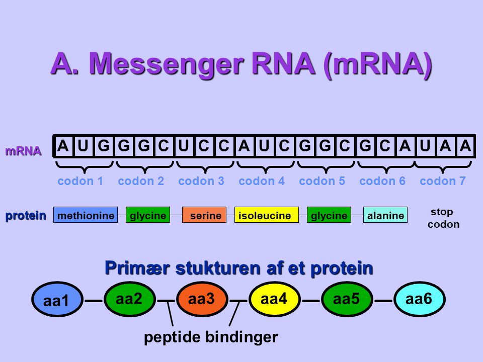 A. Messenger RNA (mRNA) Primær stukturen af et protein A U G C aa1 aa2