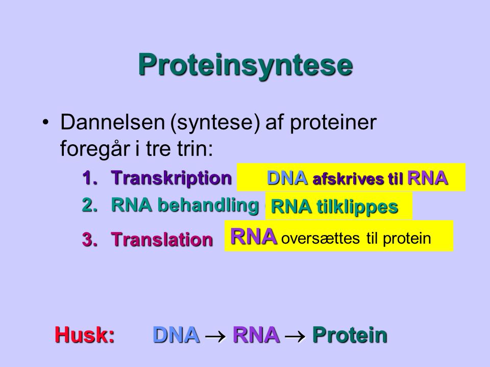 Proteinsyntese Dannelsen (syntese) af proteiner foregår i tre trin: