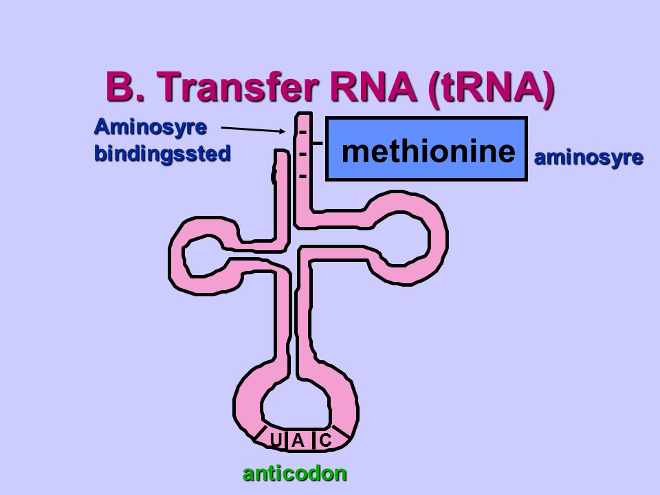 B. Transfer RNA (tRNA) methionine Aminosyre bindingssted aminosyre