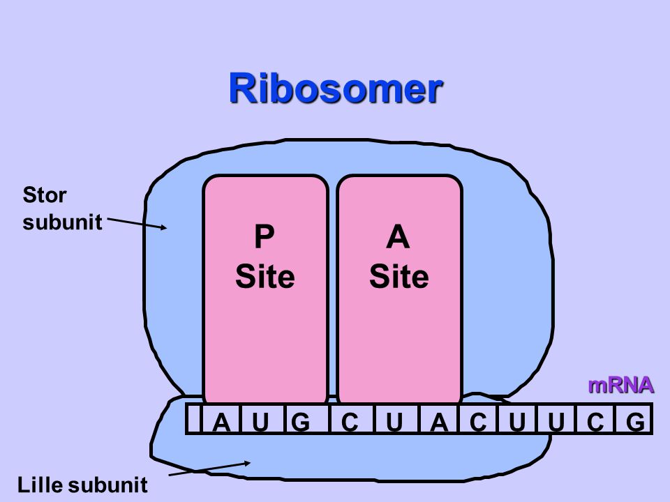 Ribosomer Stor subunit P Site A Site mRNA A U G C Lille subunit