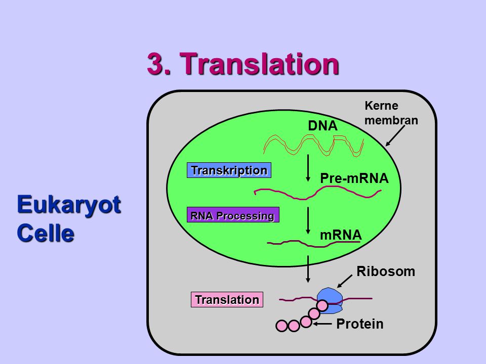 3. Translation Eukaryot Celle DNA Pre-mRNA mRNA Ribosom Protein Kerne