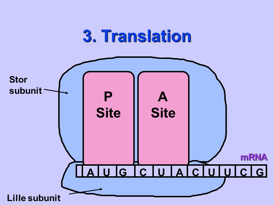3. Translation Stor subunit P Site A Site mRNA A U G C Lille subunit