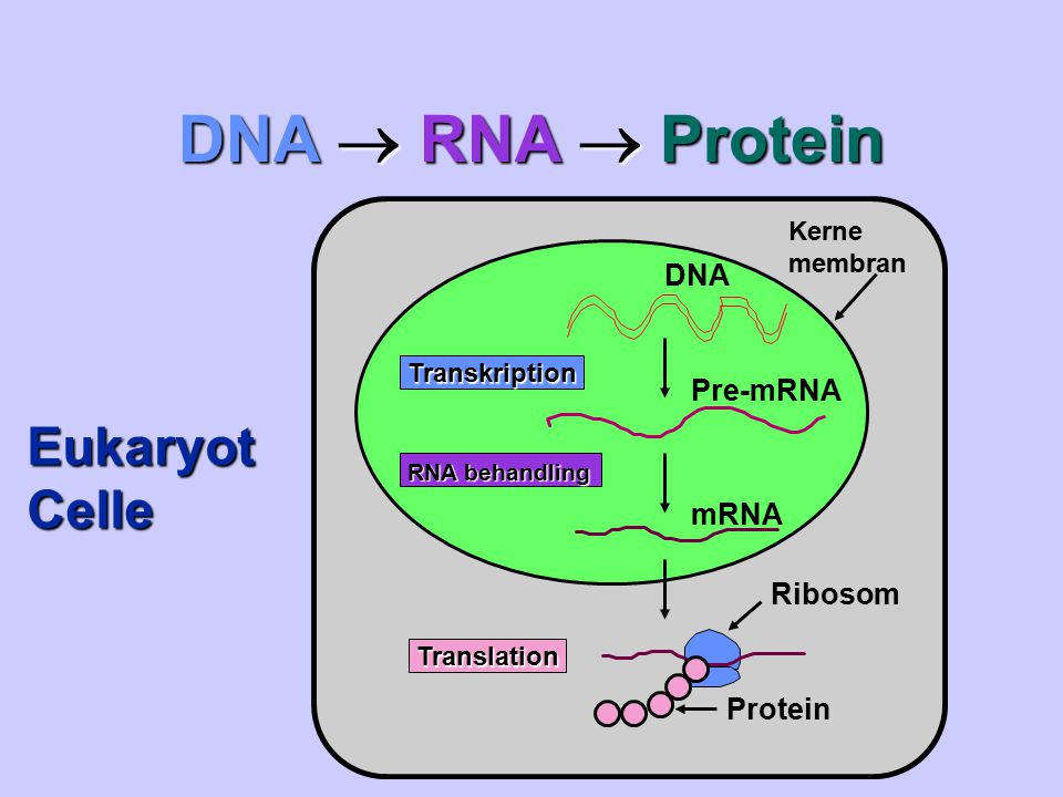 DNA  RNA  Protein Eukaryot Celle DNA Pre-mRNA mRNA Ribosom Protein