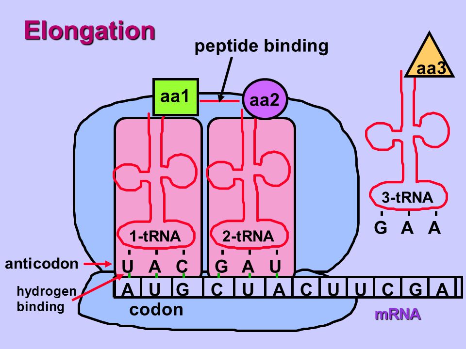 Elongation peptide binding G A aa3 aa1 aa2 U A C G A U A U G C U A C U