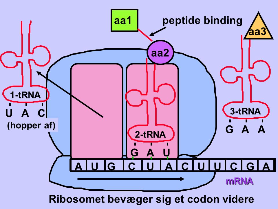 Ribosomet bevæger sig et codon videre