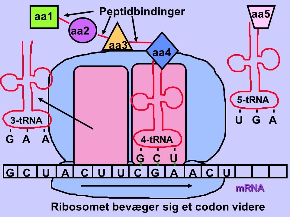 Ribosomet bevæger sig et codon videre