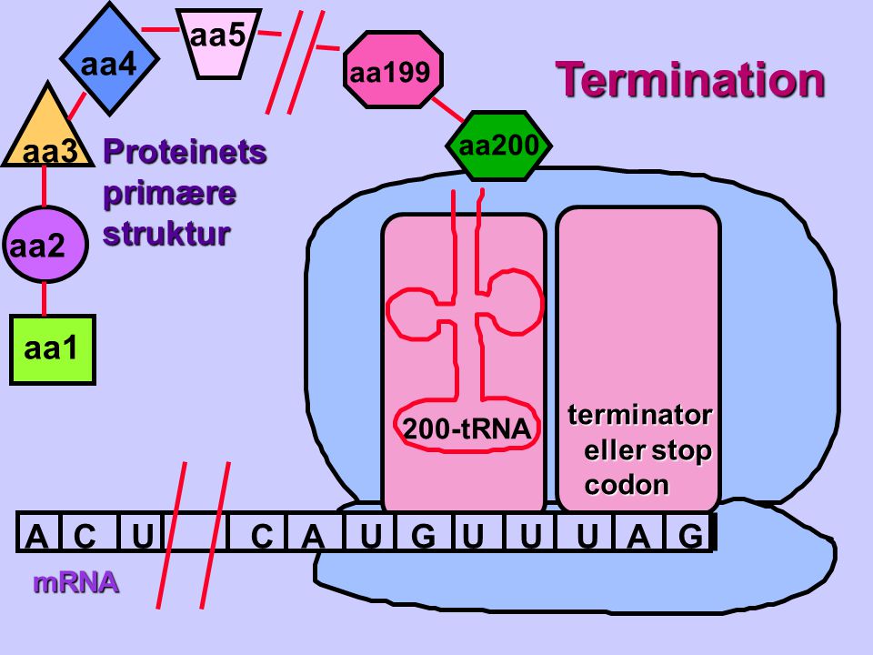 Termination aa5 aa4 aa3 Proteinets primære struktur aa2 aa1 A C U C A