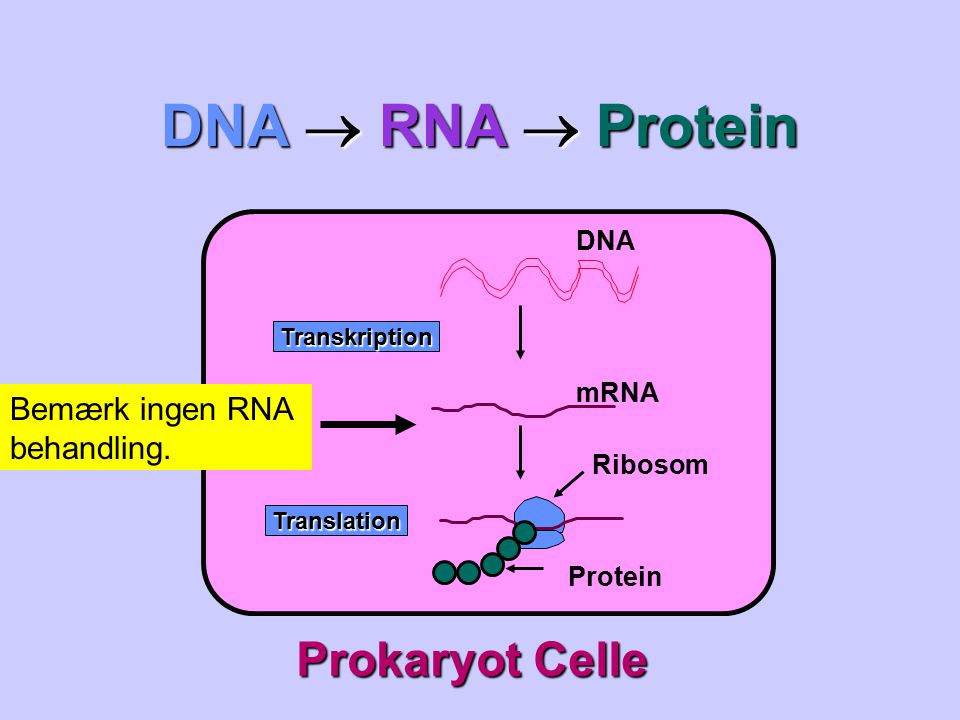 DNA  RNA  Protein Prokaryot Celle Bemærk ingen RNA behandling. DNA