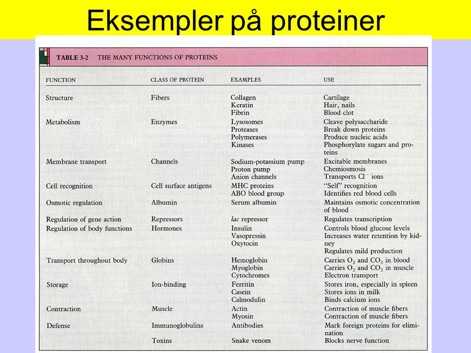Eksempler på proteiner