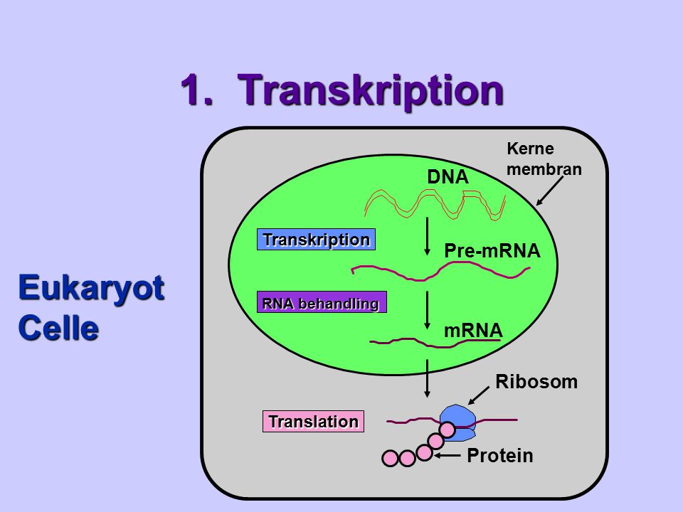 1. Transkription Eukaryot Celle DNA Pre-mRNA mRNA Ribosom Protein
