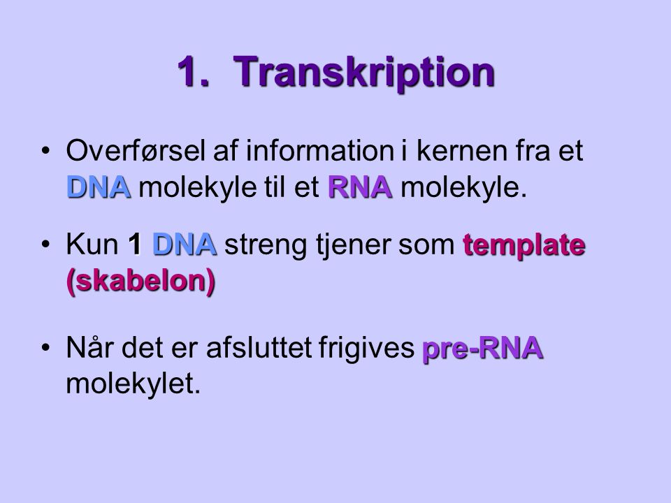 1. Transkription Overførsel af information i kernen fra et DNA molekyle til et RNA molekyle. Kun 1 DNA streng tjener som template (skabelon)