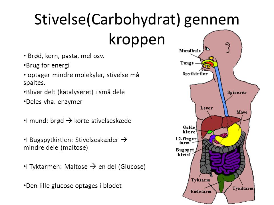 Stivelse(Carbohydrat) gennem kroppen
