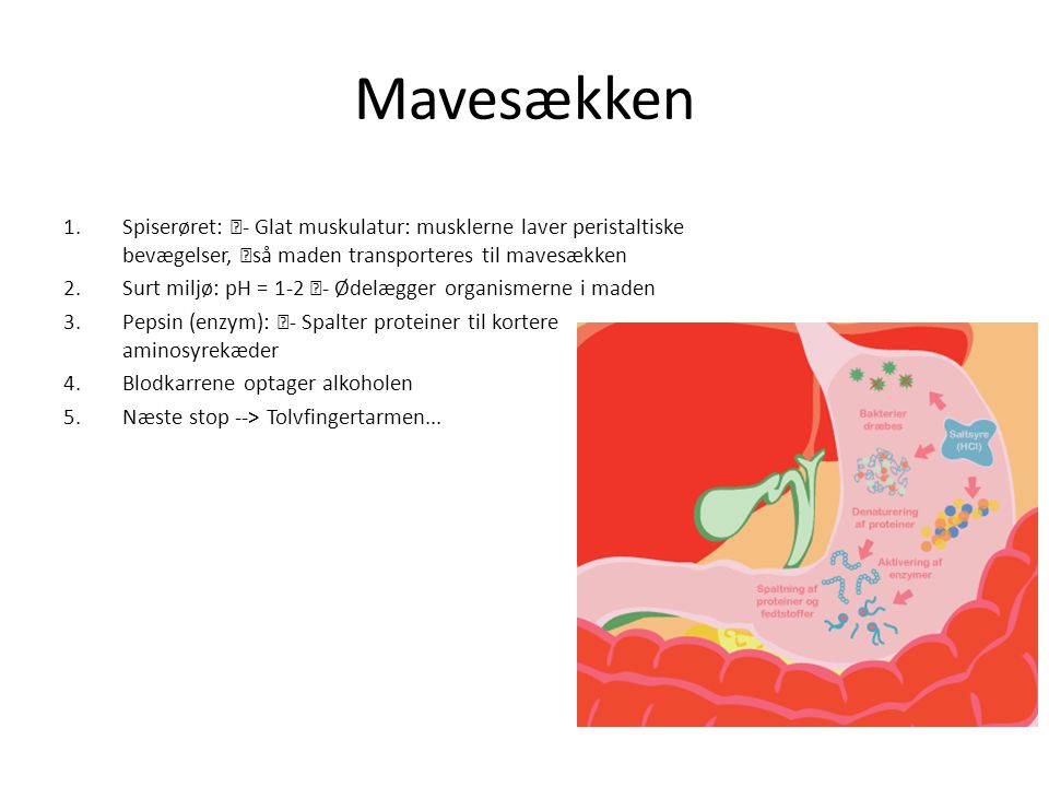 Mavesækken Spiserøret: - Glat muskulatur: musklerne laver peristaltiske bevægelser, så maden transporteres til mavesækken.