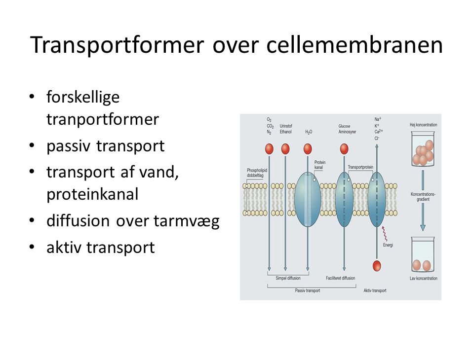 Transportformer over cellemembranen